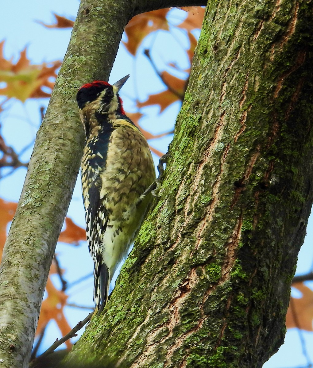 Yellow-bellied Sapsucker - ML645511500