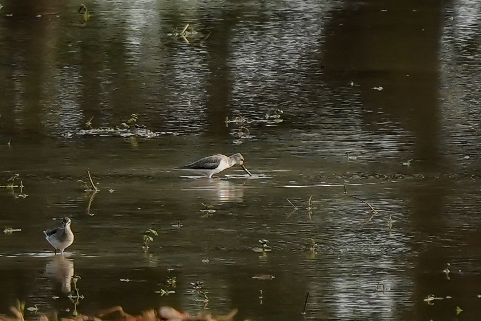 ソリハシシギ - ML645511506