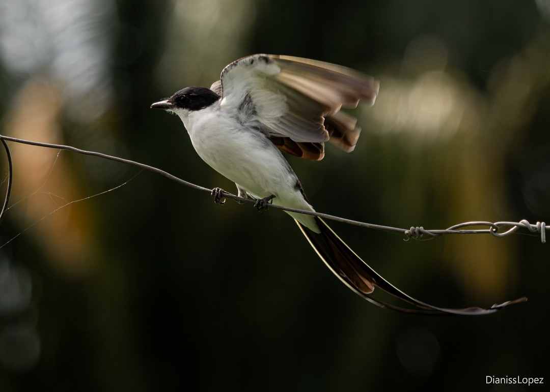 Fork-tailed Flycatcher - ML645511514