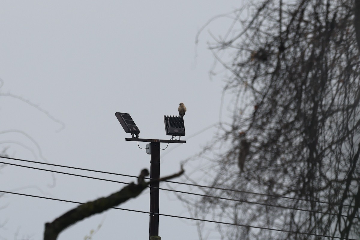 Yellow-headed Caracara - ML645511518