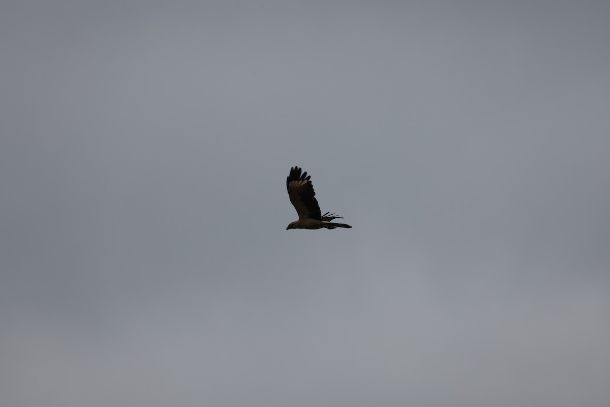 Yellow-headed Caracara - ML645511519