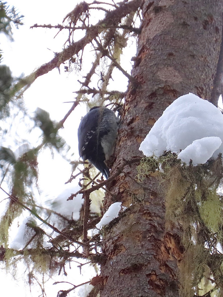 Black-backed Woodpecker - ML645511520
