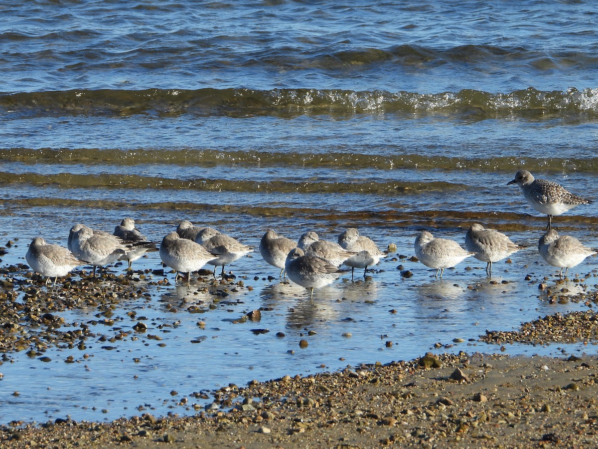 jespák rezavý - ML645511521