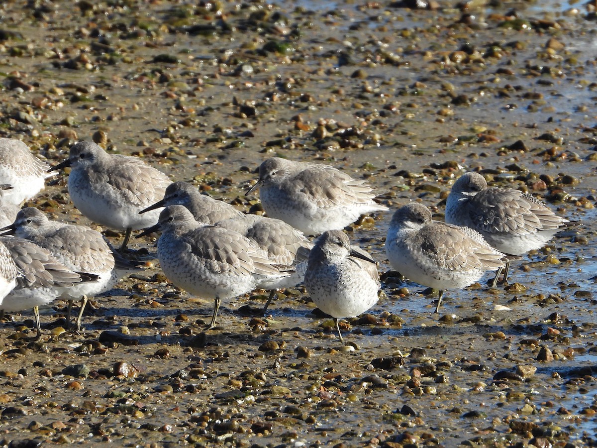 jespák rezavý - ML645511522