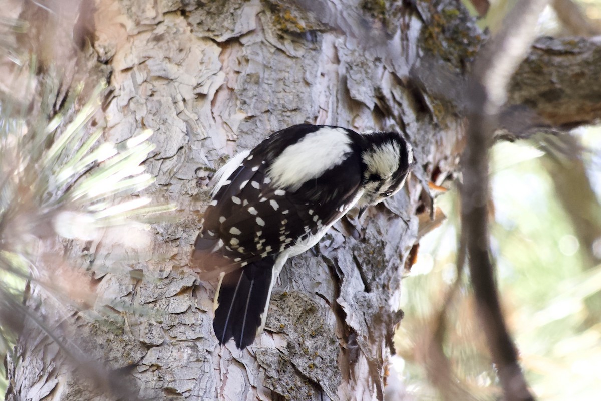 strakapoud osikový - ML645511523