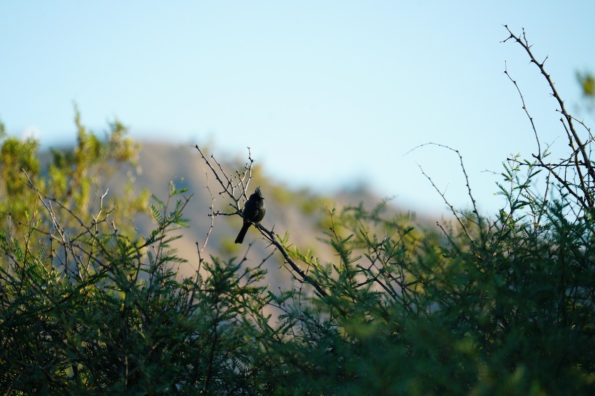 Phainopepla - ML645511531