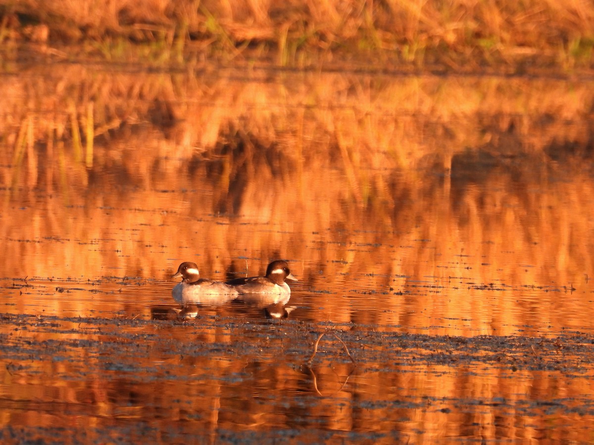 Bufflehead - ML645511532