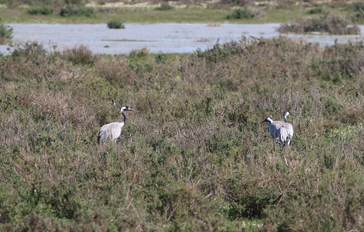Common Crane - ML645511537