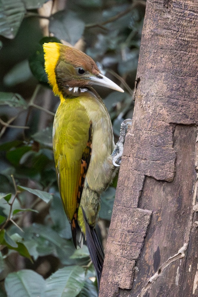 Greater Yellownape - ML645511538