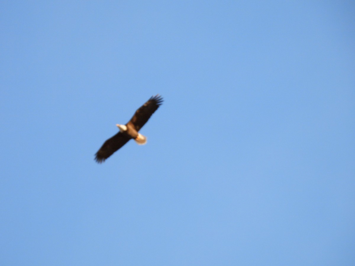 Bald Eagle - ML645511545