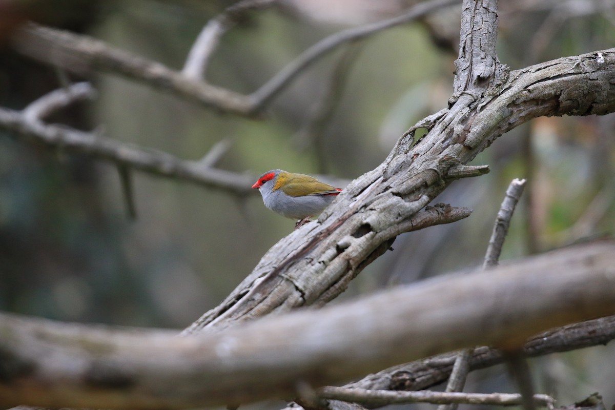 Red-browed Firetail - ML645511568