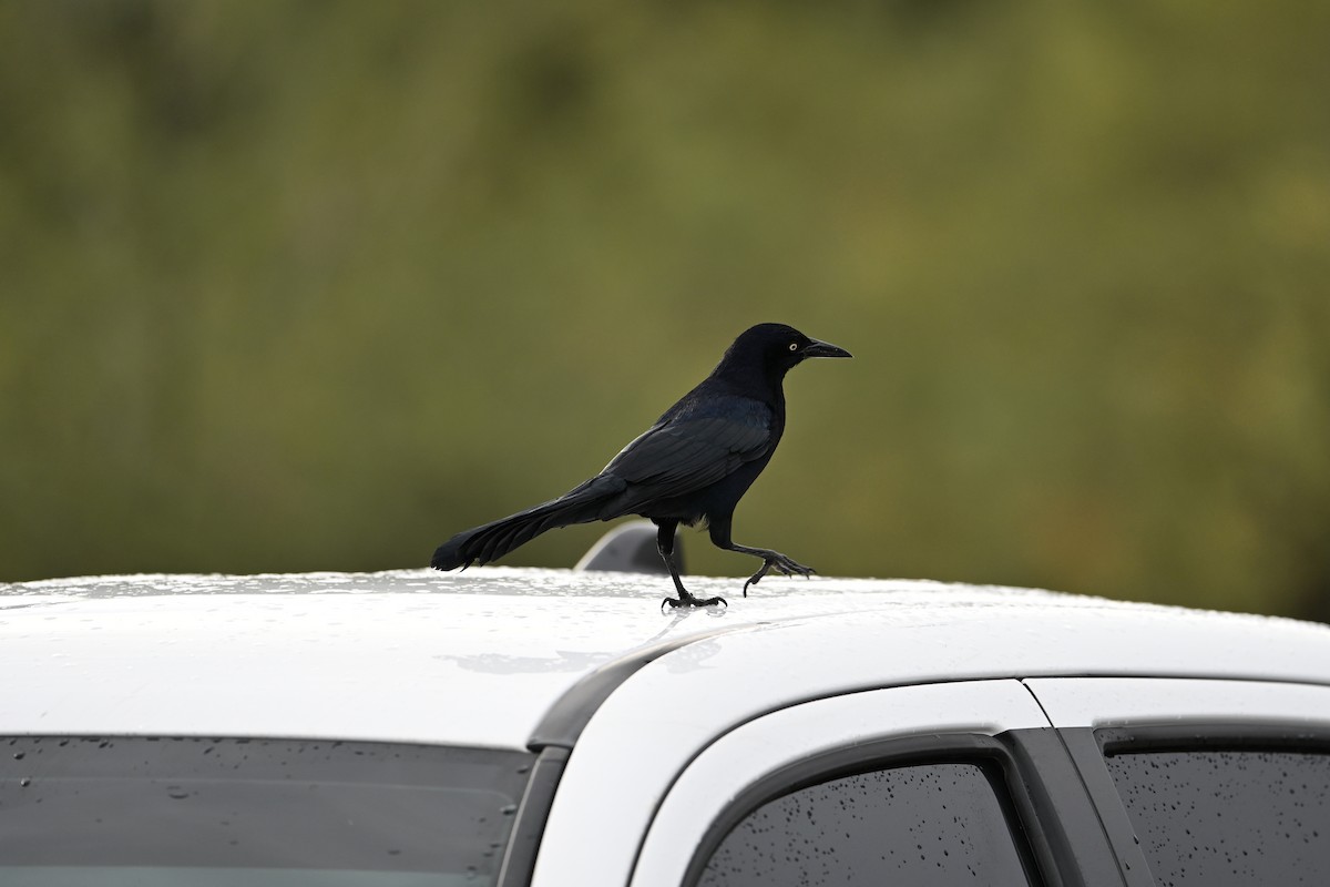 Great-tailed Grackle - ML645511569