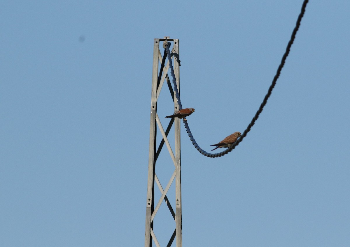 Lesser Kestrel - ML645511570