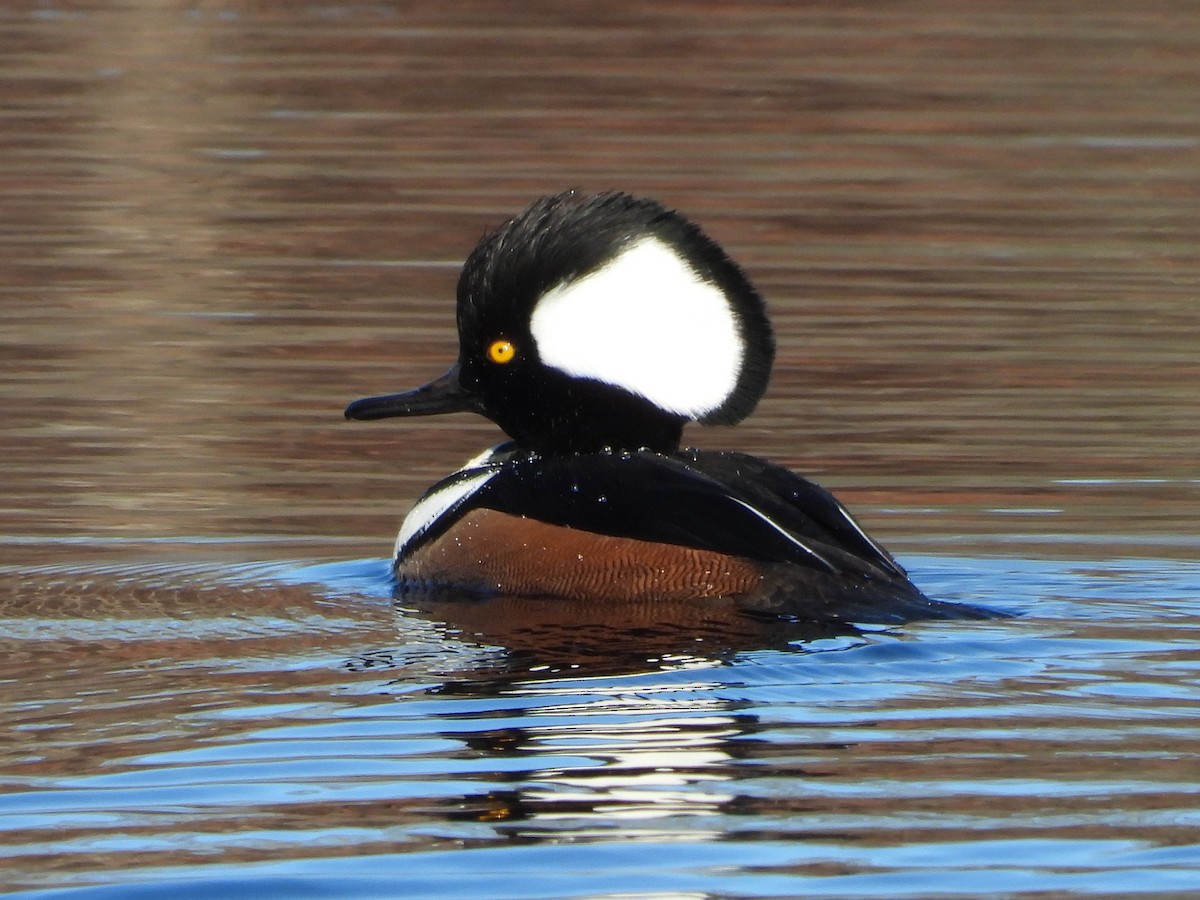 Hooded Merganser - ML645511571