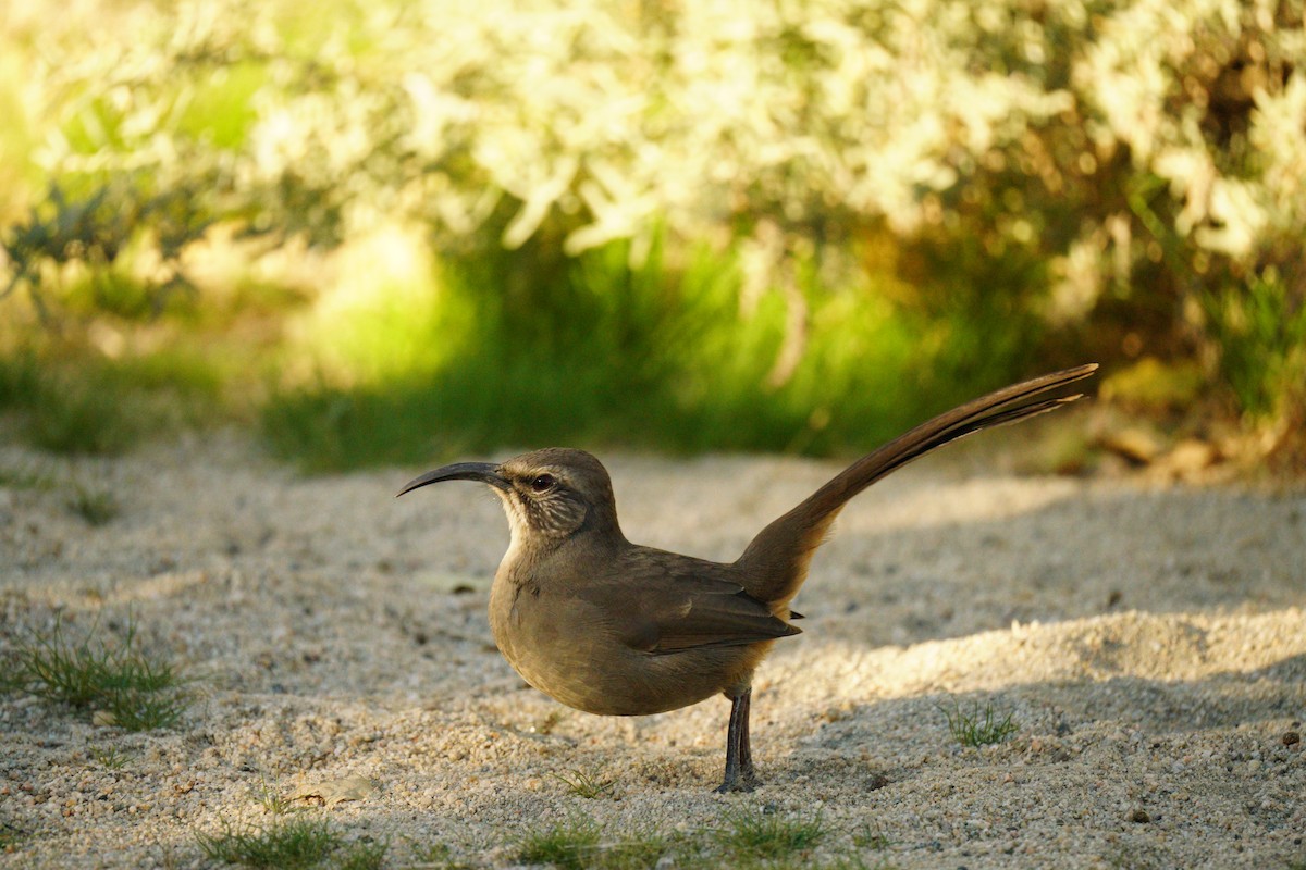 California Thrasher - ML645511572