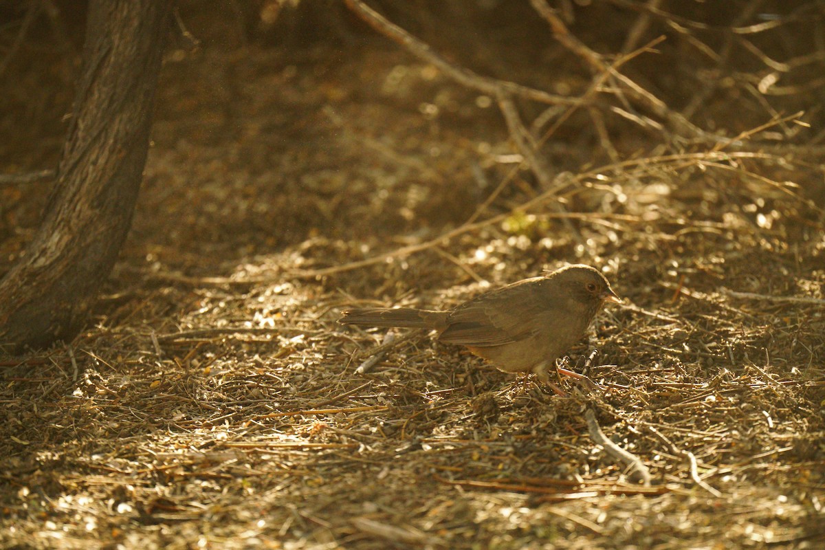 California Towhee - ML645511581