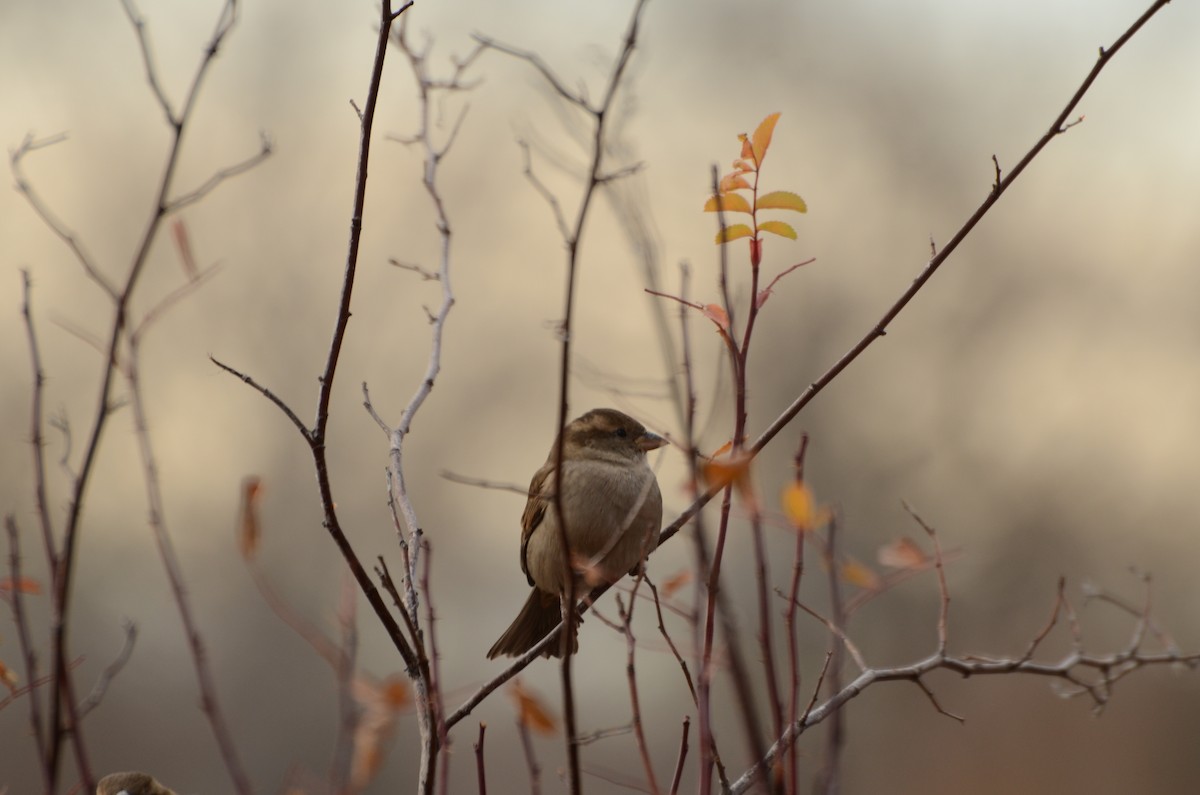 House Sparrow - ML645511600
