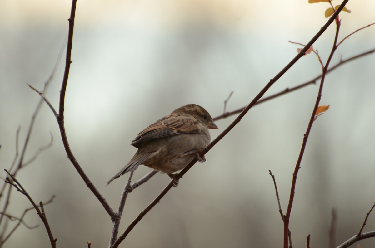 House Sparrow - ML645511601