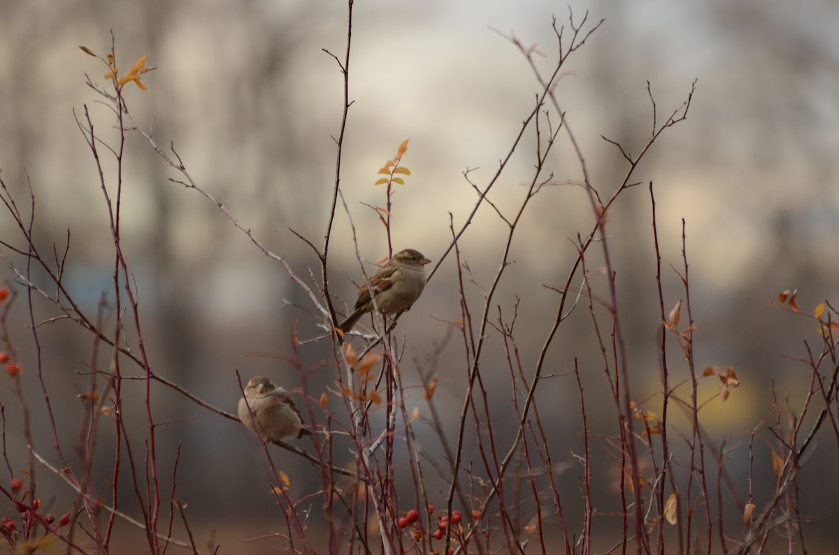 House Sparrow - ML645511602