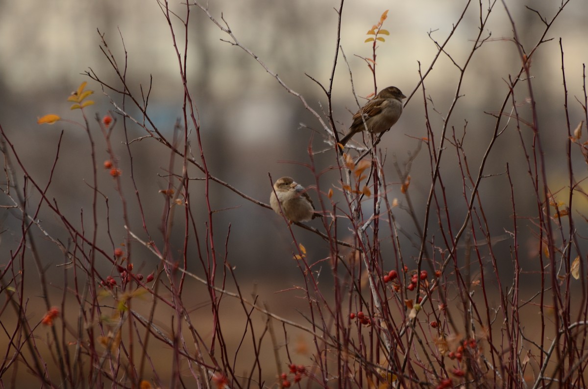 House Sparrow - ML645511603