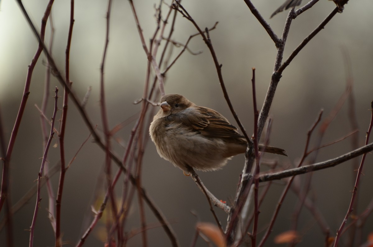 House Sparrow - ML645511605