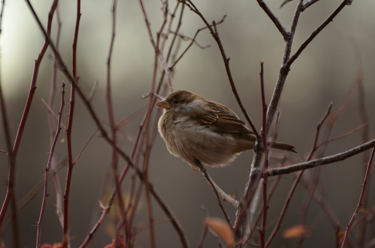 House Sparrow - ML645511606