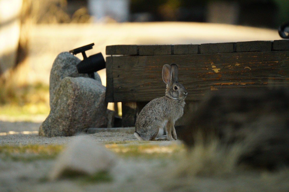 Cottontail Rabbits - ML645511612