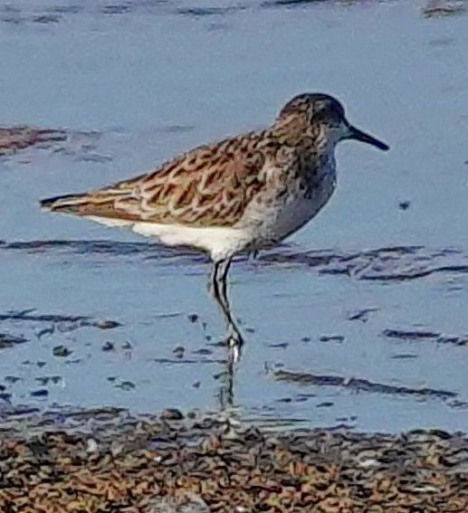 Küçük Kumkuşu - ML645511617