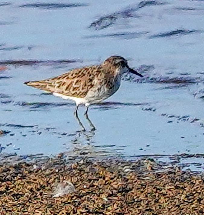 Küçük Kumkuşu - ML645511618