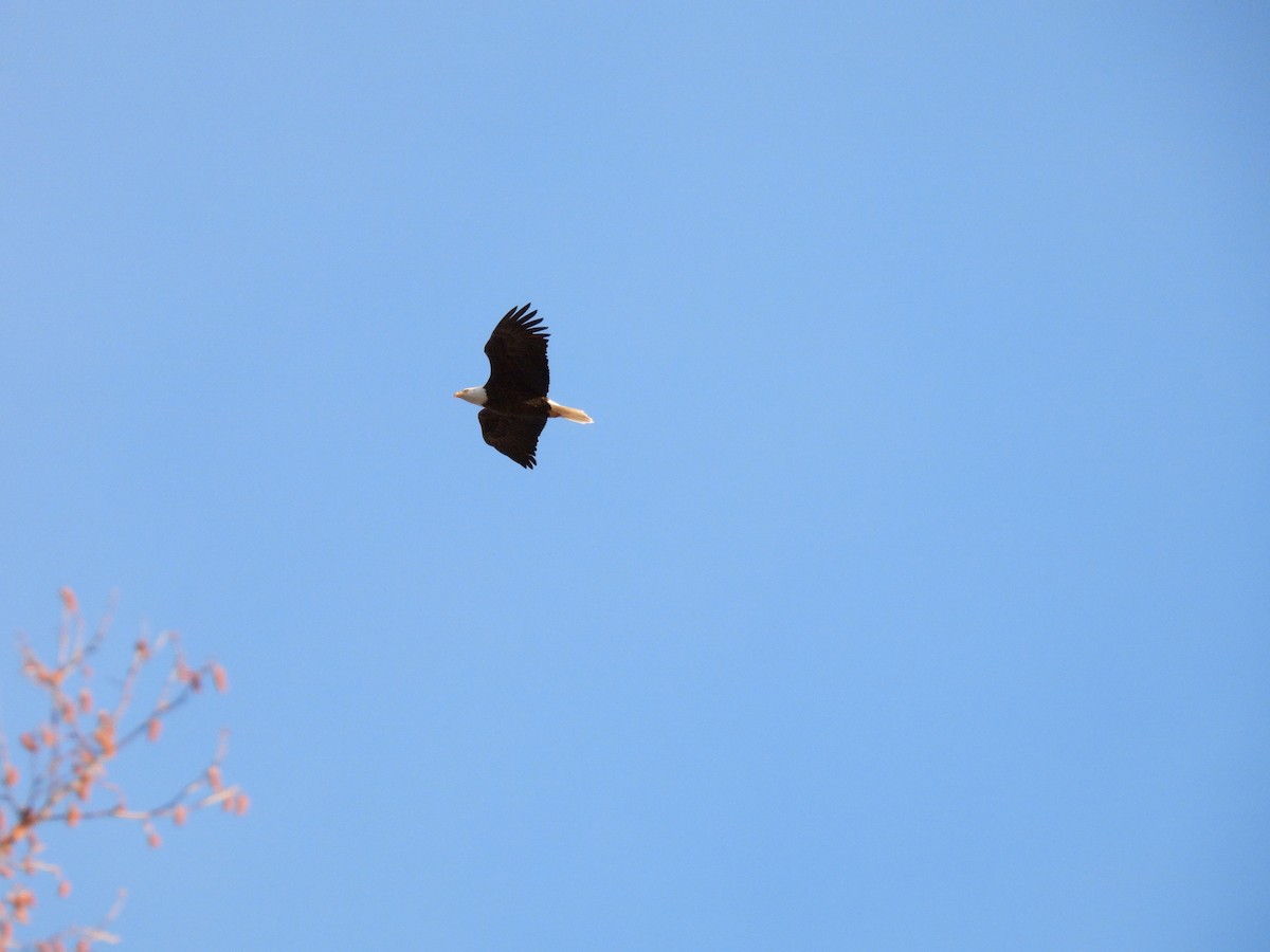 Bald Eagle - ML645511621