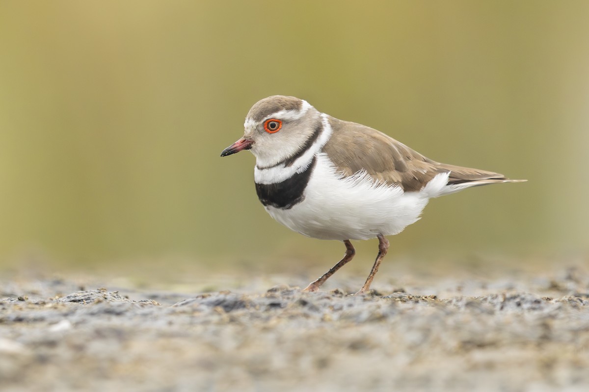 Three-banded Plover - ML645511626