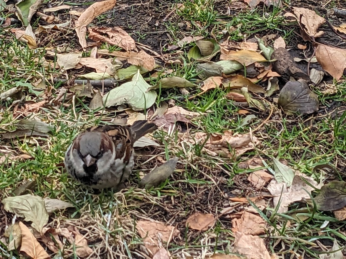 House Sparrow - ML645511635