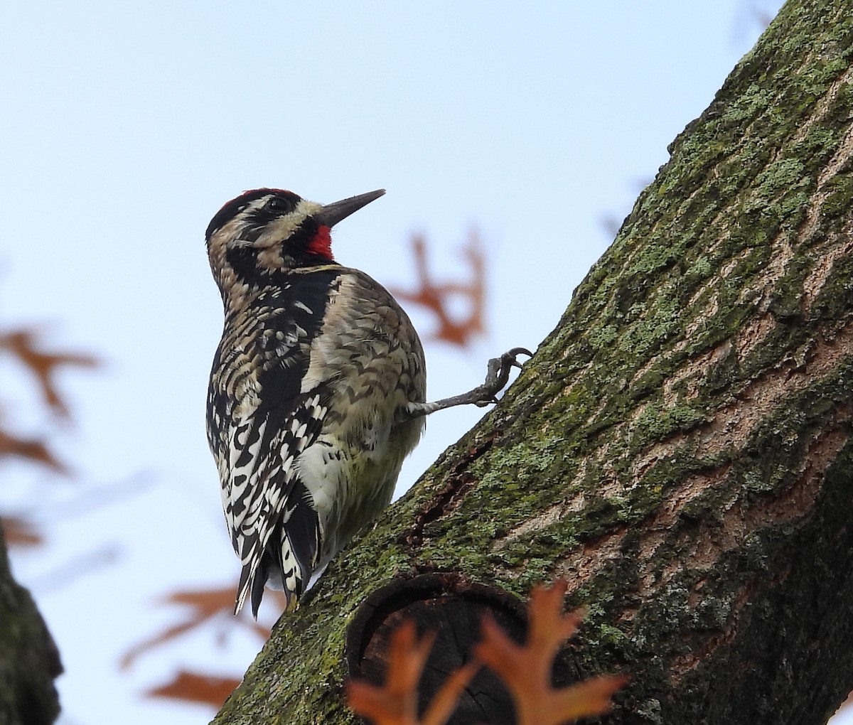 Yellow-bellied Sapsucker - ML645511641