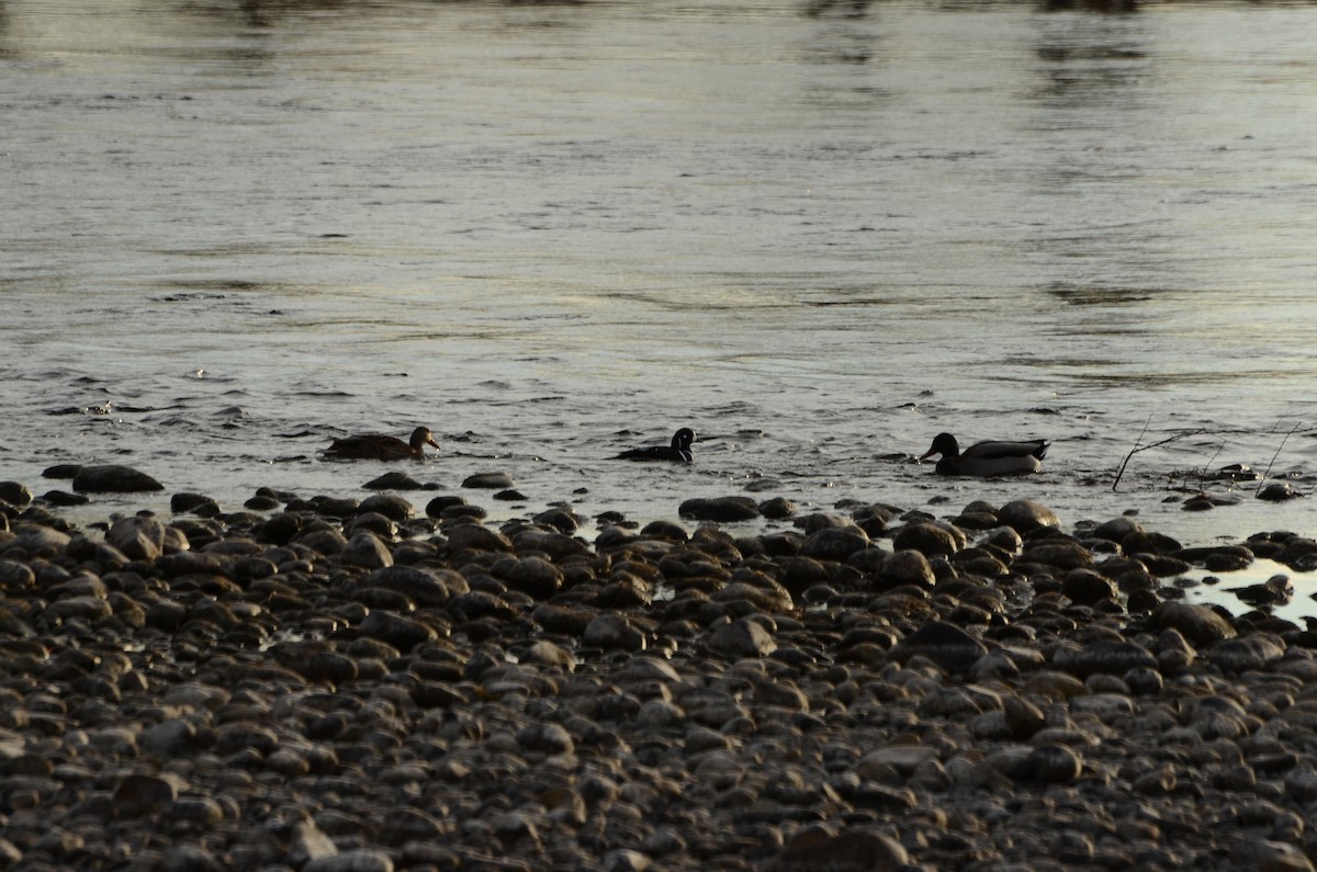 Harlequin Duck - ML645511642