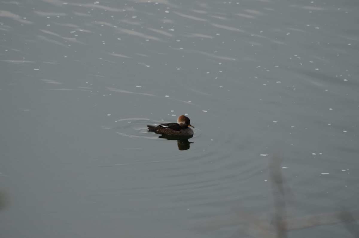 Hooded Merganser - ML645511650