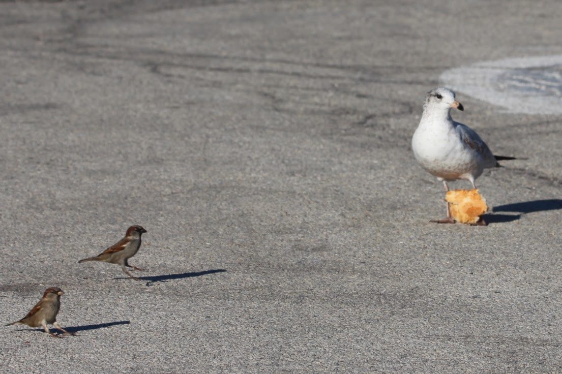 House Sparrow - ML645511655
