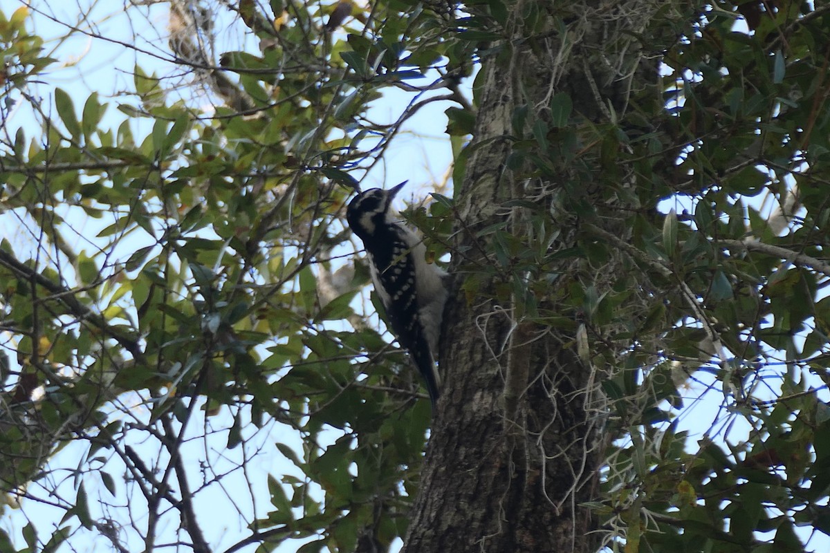 Hairy Woodpecker - ML645511656