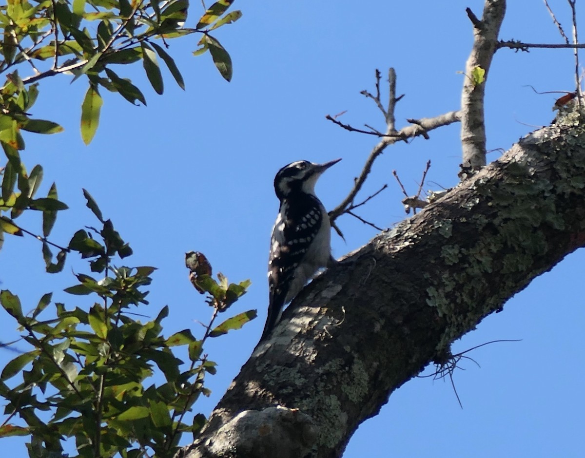 Hairy Woodpecker - ML645511657
