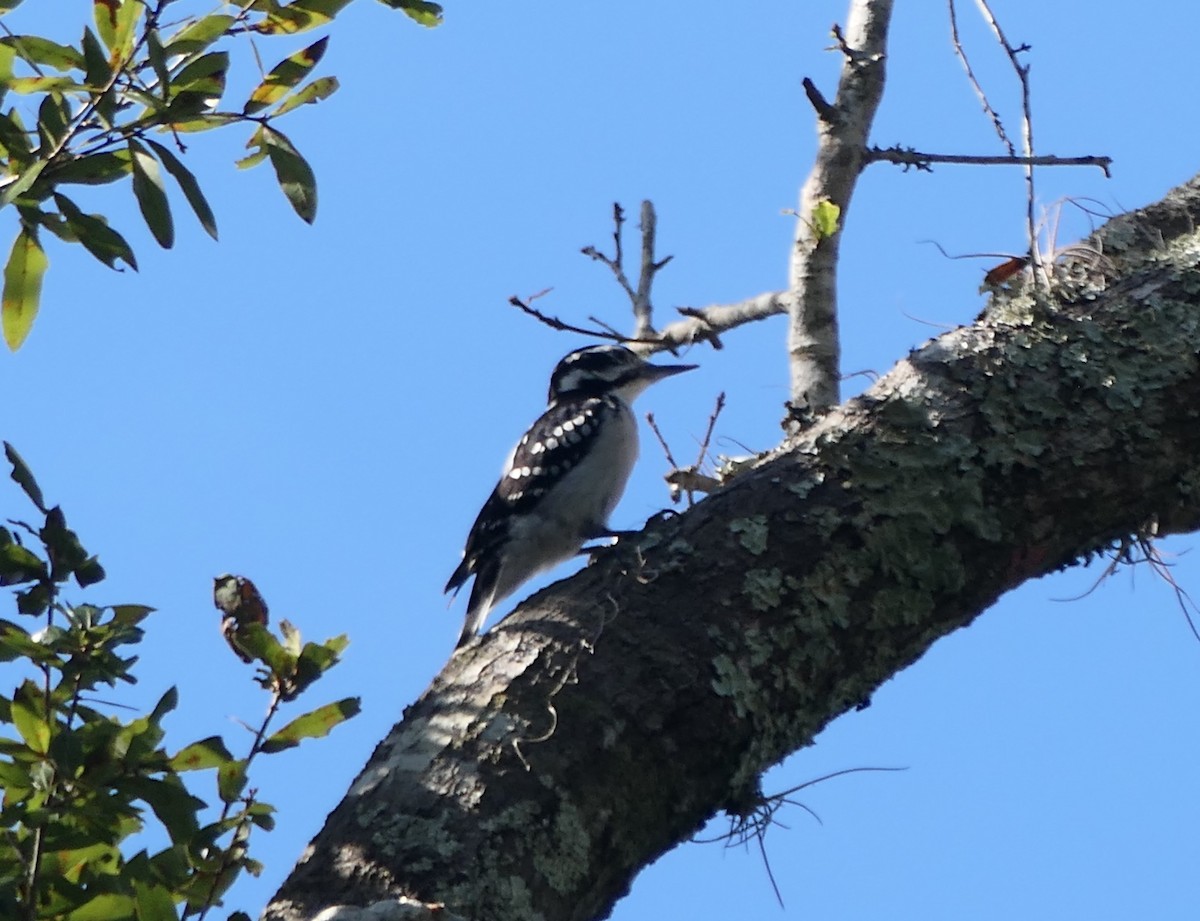 Hairy Woodpecker - ML645511659