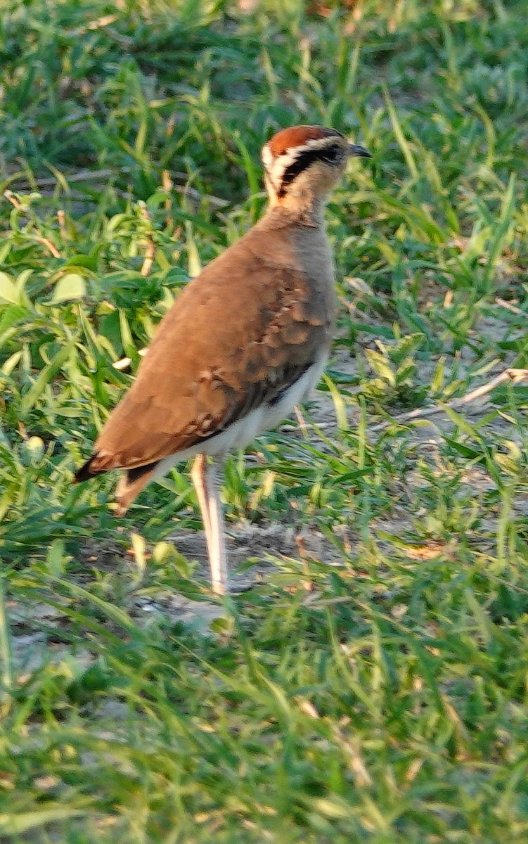 Temminck's Courser - ML645511669
