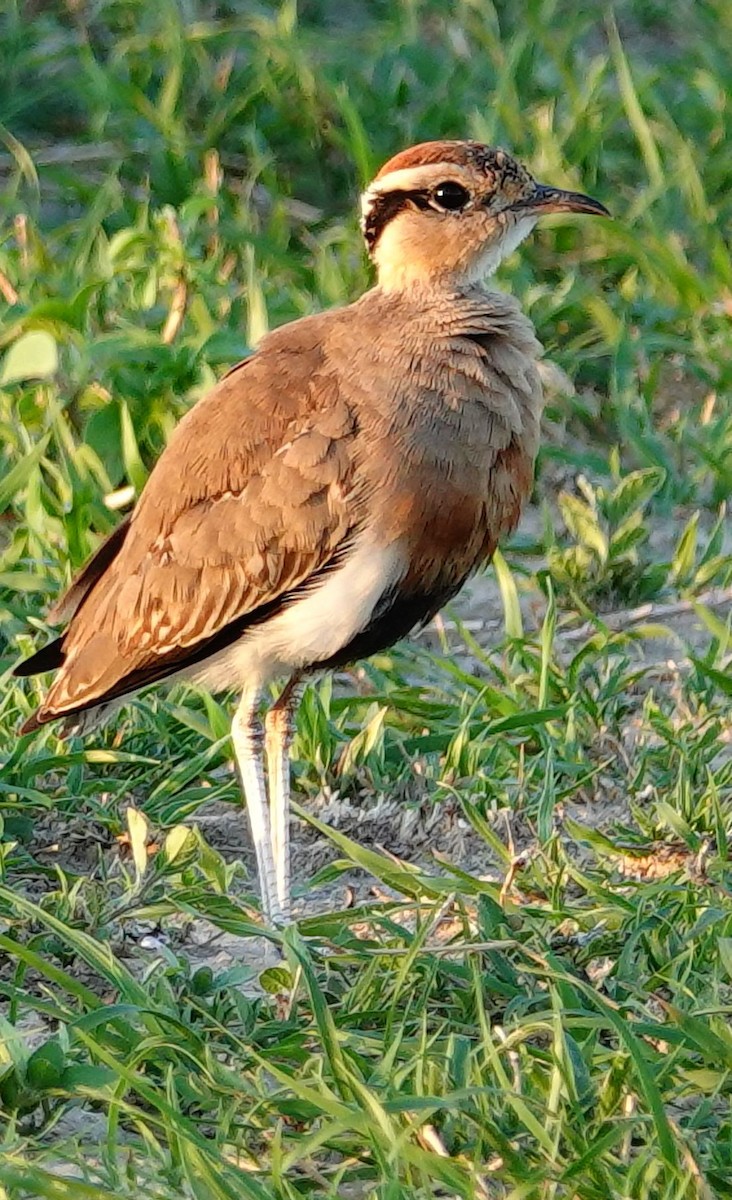 Temminck's Courser - ML645511670
