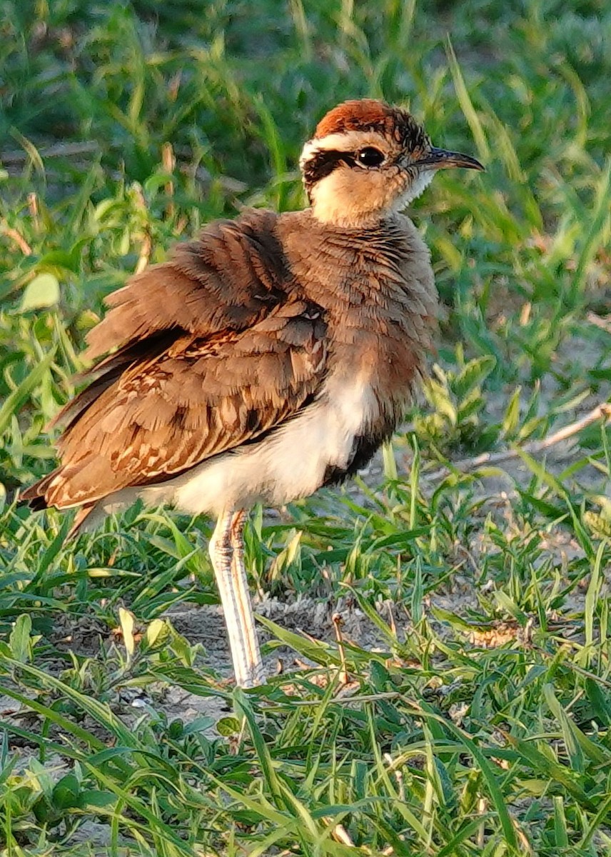 Temminck's Courser - ML645511671