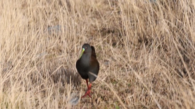 Plumbeous Rail - ML645511674