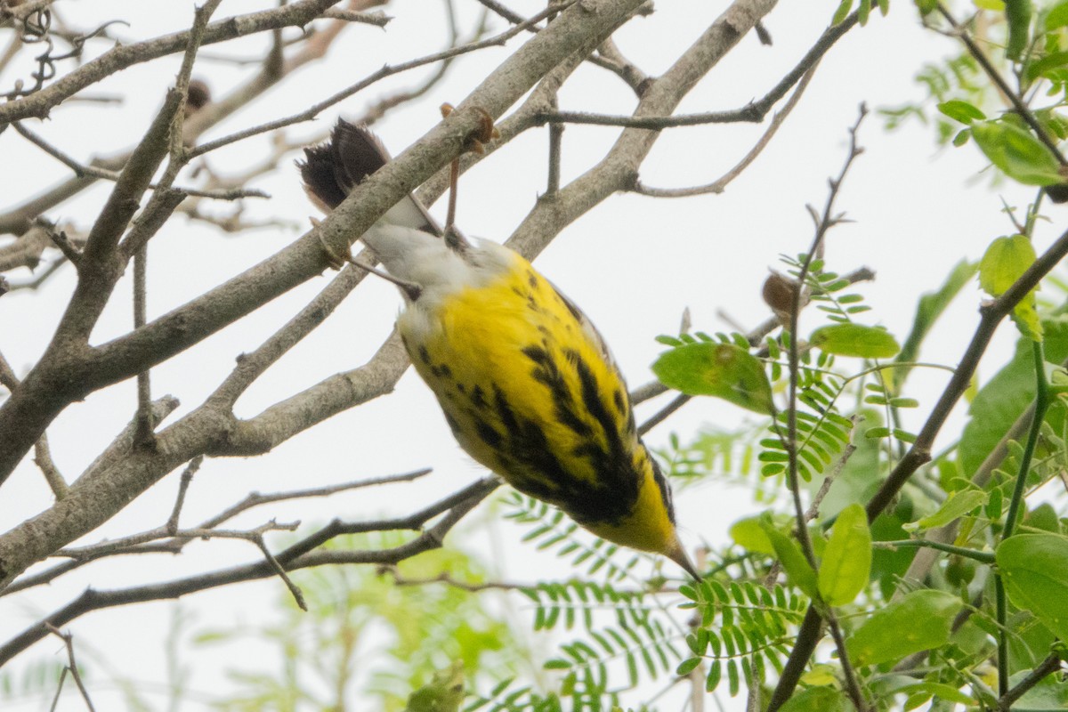 Magnolia Warbler - ML645511685