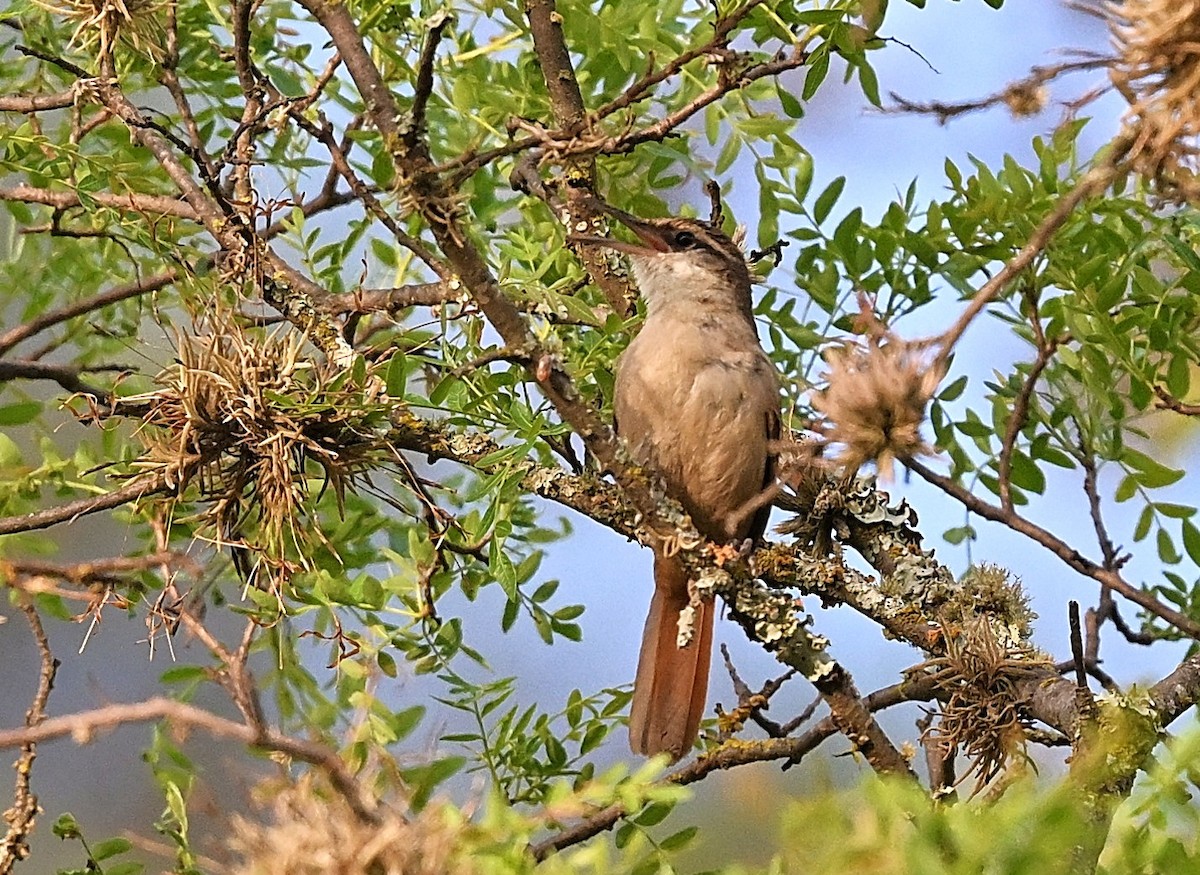 boliviamarkløper - ML645511686