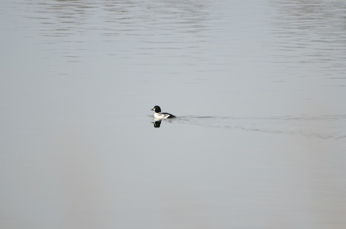 Common Goldeneye - ML645511688