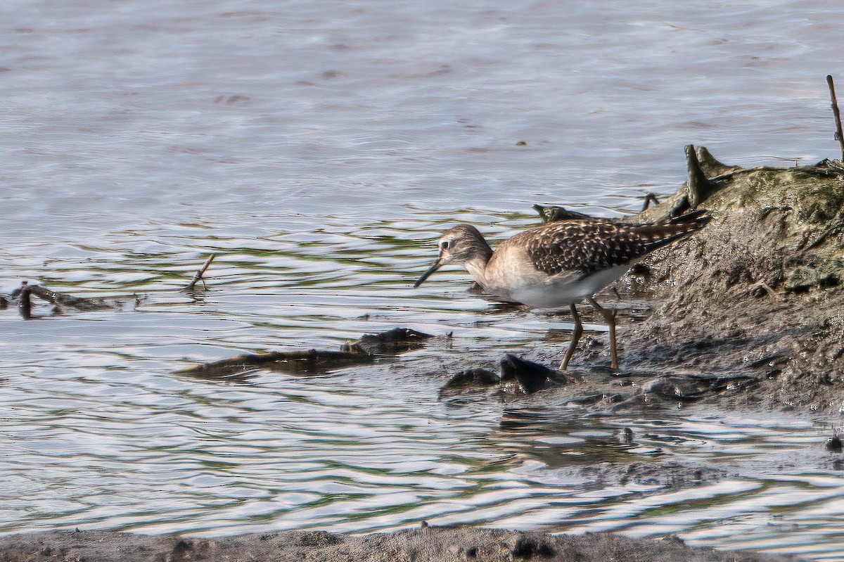 vodouš bahenní - ML645511701