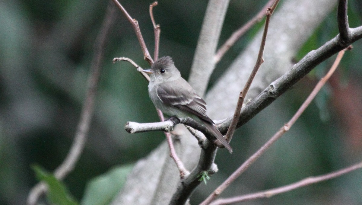 Northern Tropical Pewee - ML645511710