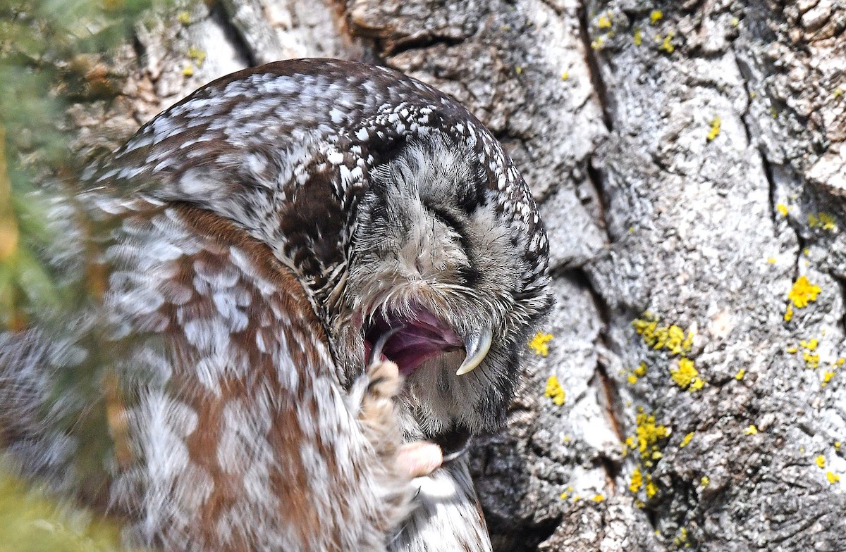 sýc rousný - ML645511712