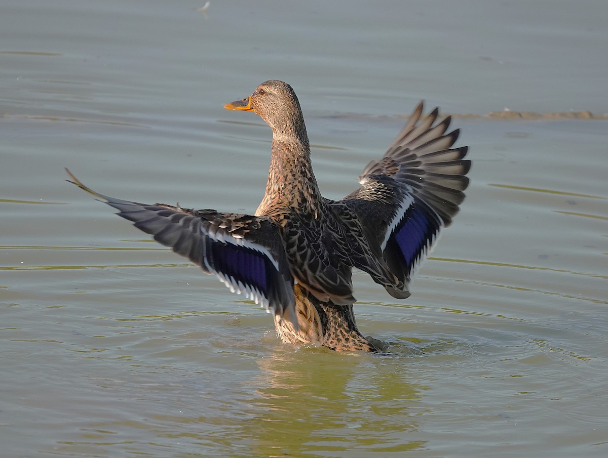 Mallard - ML645511718